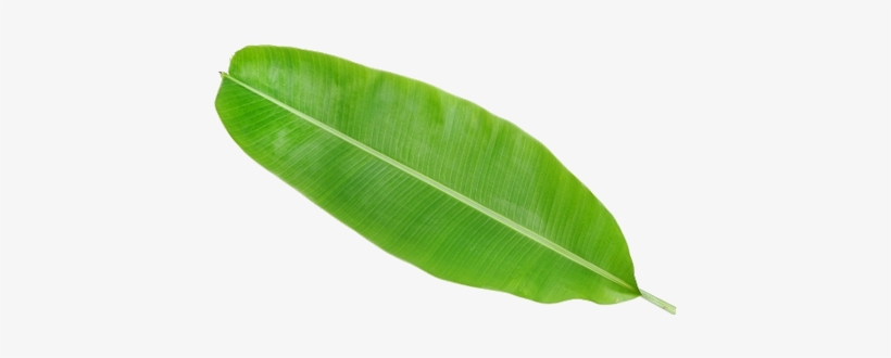 Fruit Frozen By Viet Cuisine Trading - Information On Banana Leaf, transparent png #802107
