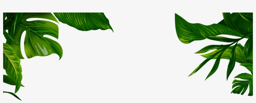 Jungle Transparent Leaves - Banana Leaf Illustration Png, transparent png #802170