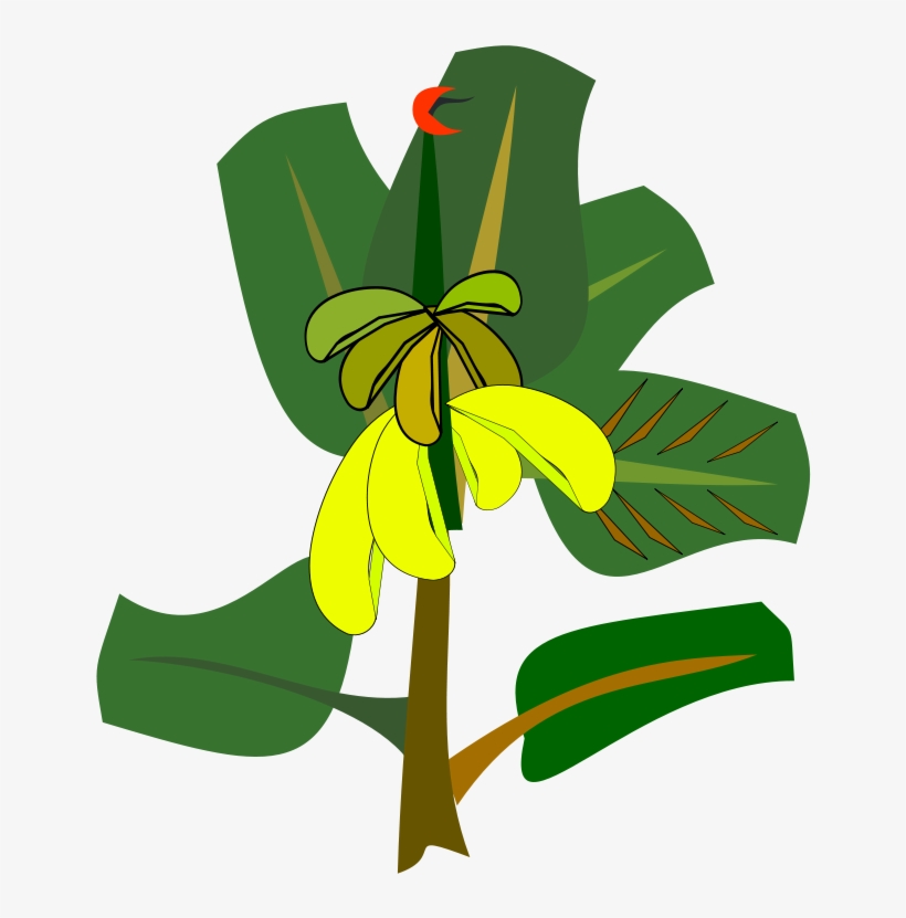 Banana Leaf Drawing Cartoon - Clipart Cartoon Banana Tree, transparent png #802451