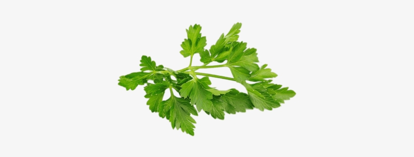 Perifollo - Bunch Of Parsley Png, transparent png #802768