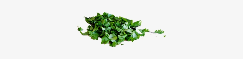 Cilantro - Shrub, transparent png #802790