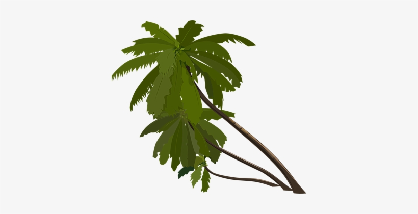 Palm Trees Slanted Tropical Trees Leaning - Animation Tree Png, transparent png #802809