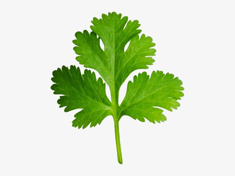 Picture Black And White Download Dementia And The Scent - Coriander Clipart, transparent png #802858