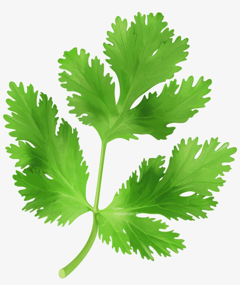 Parsley Clipart, transparent png #803175