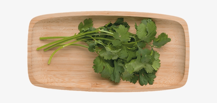 1 - Cilantro - Coriander, transparent png #803232