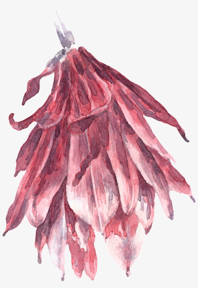 Hand Painted Tea Dried Flowers Png Transparent - Tea, transparent png #803258