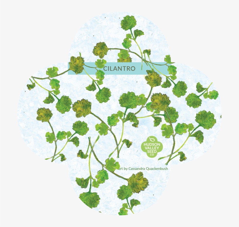 Organic Cilantro Seeds - Coriander, transparent png #803416