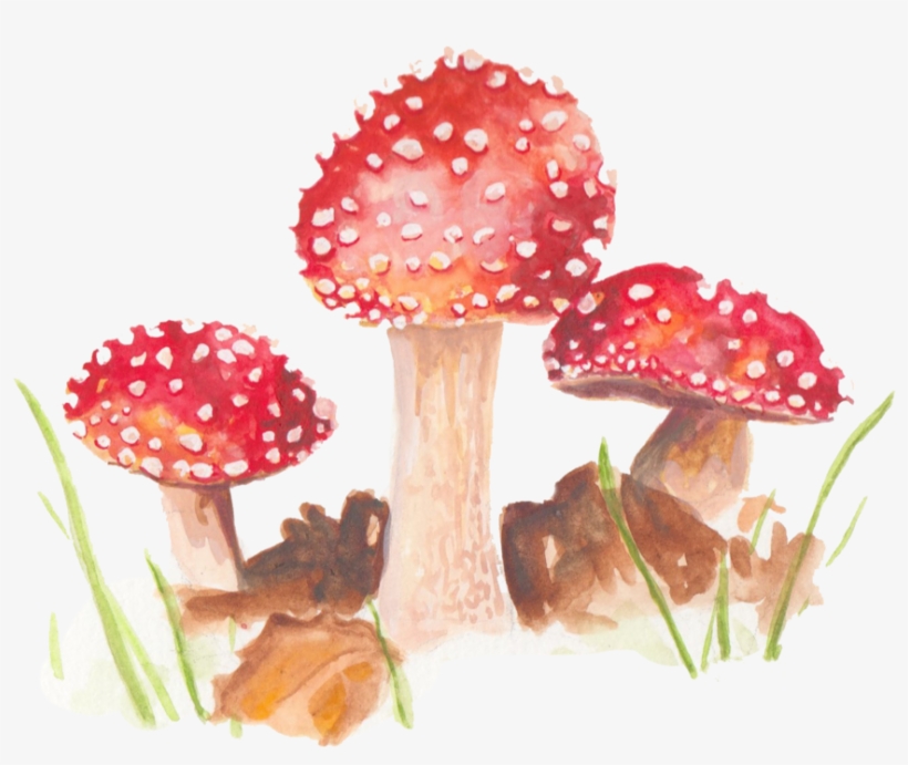 Img 0792, transparent png #803615