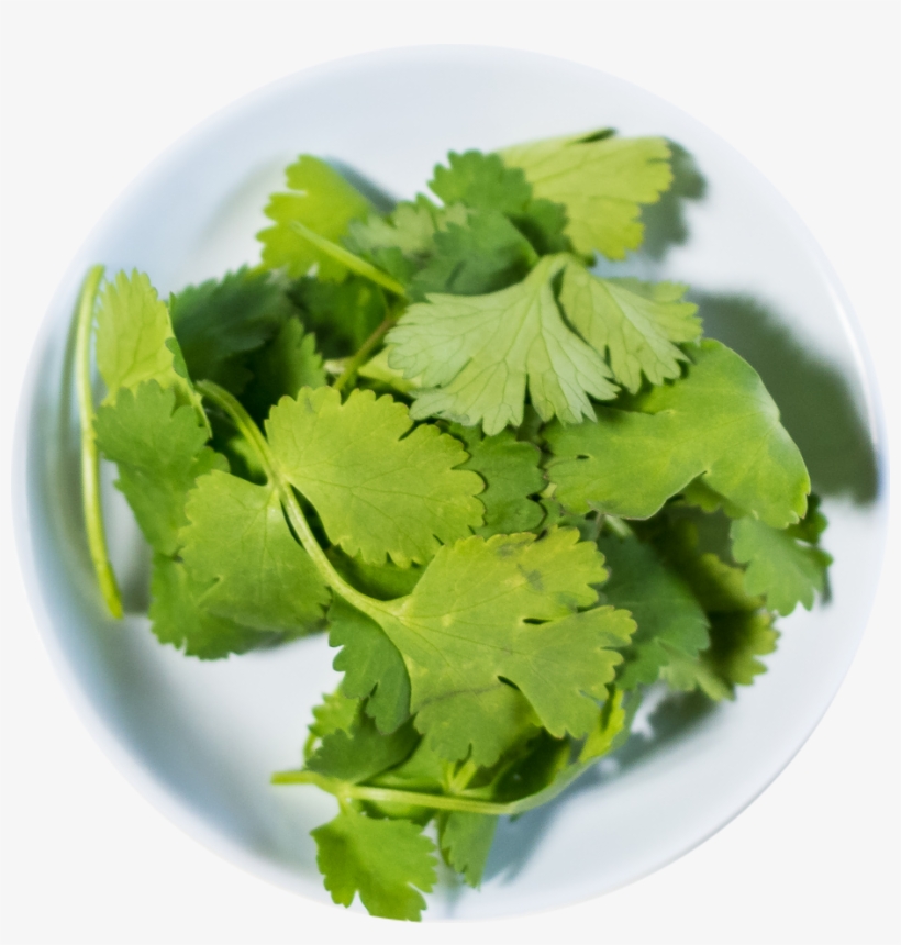 Cilantro - Portable Network Graphics, transparent png #803771