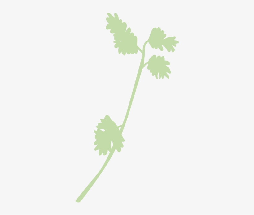 Cilantro-faded - Illustration, transparent png #803855