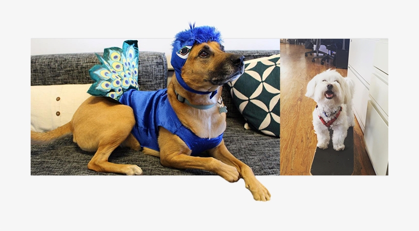 With Management - Companion Dog, transparent png #804545