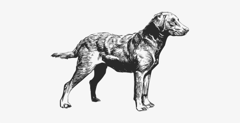 Dog Pet Animal Retriever Chesapeake Breed - Chesapeake Bay Retriever Silhouette, transparent png #804644