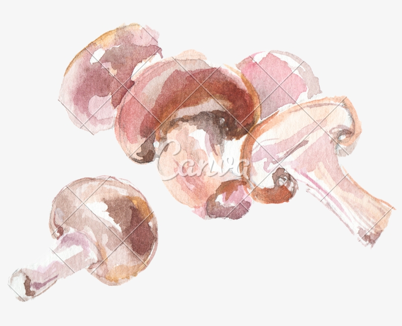 Watercolor Drawing Of Button Mushrooms - Watercolor Painting, transparent png #806426