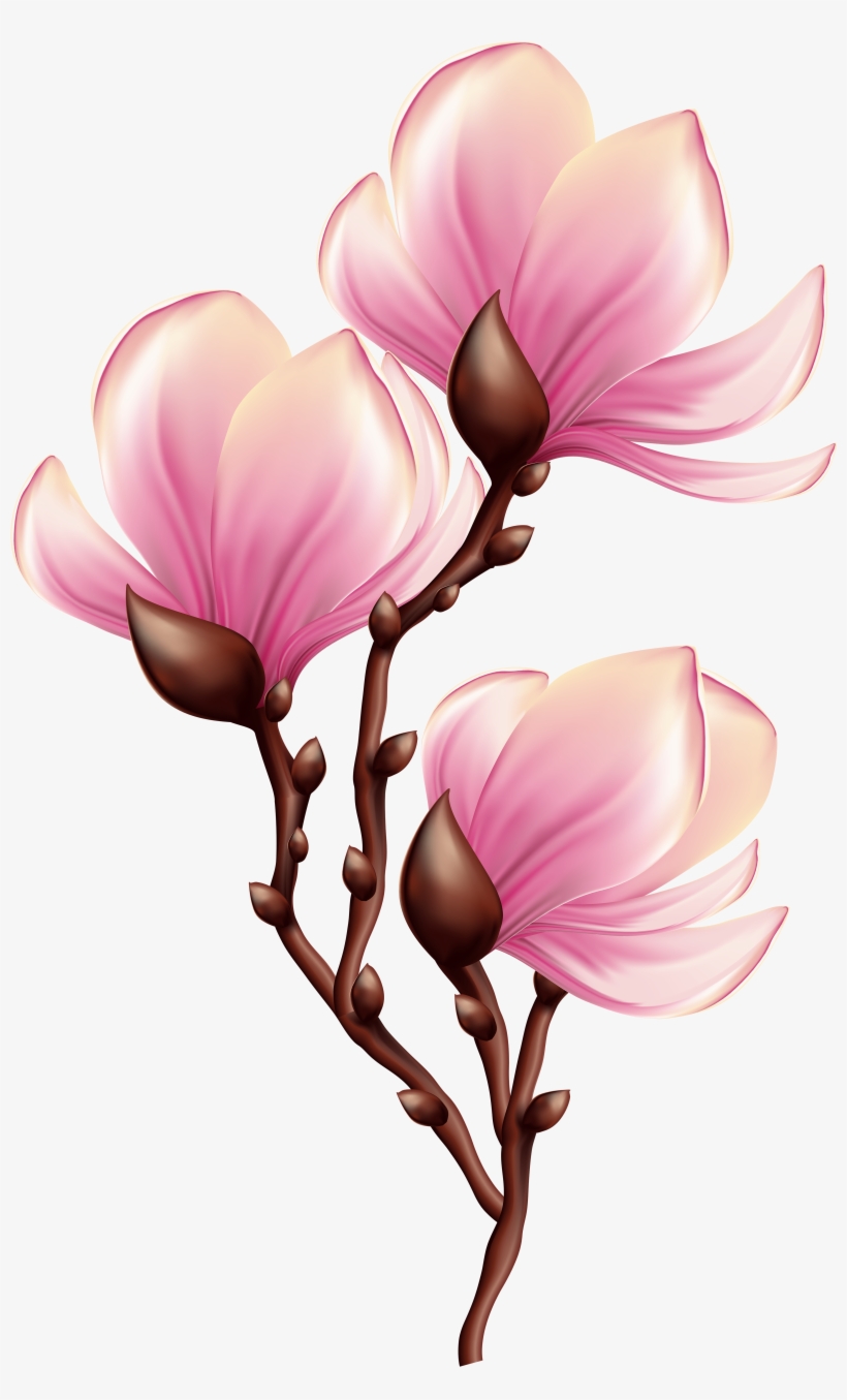 Beautiful Blooming Branch Transparent Png Clip Art - Magnolia Clipart, transparent png #808250