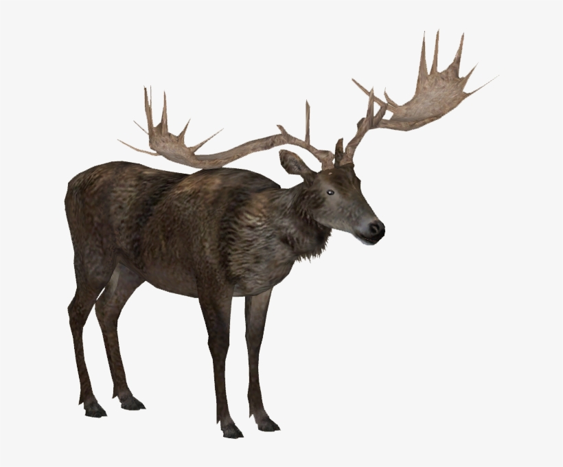 Irish Elk 2 Adult M1 - Irish Elk Png, transparent png #809396