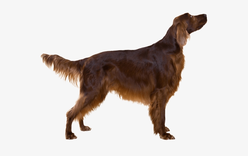 Appearance Of Irish Setter - Irish Setter, transparent png #809582