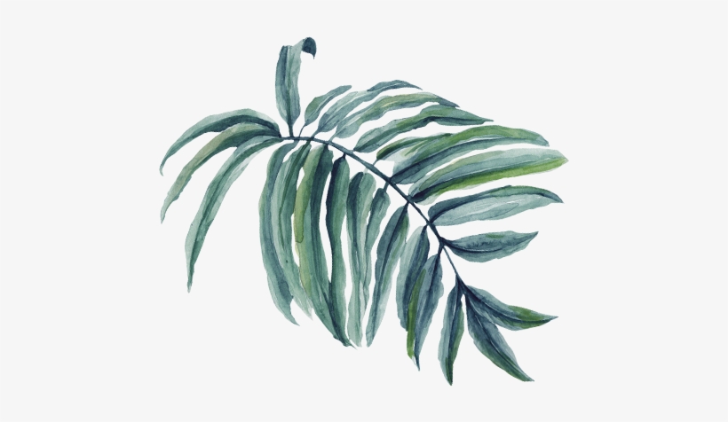 The Significance Of The Palms And Cloaks - Palm Tree Branch Png Watercolor, transparent png #809616