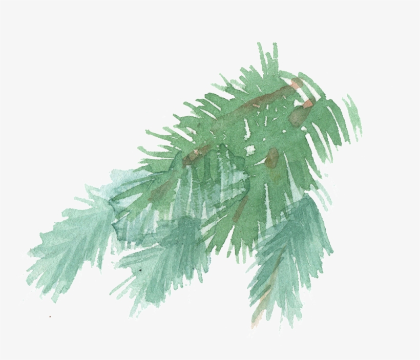 Hand Painted A Few Pine Tree Branches Watercolor Transparent - Pine, transparent png #809652