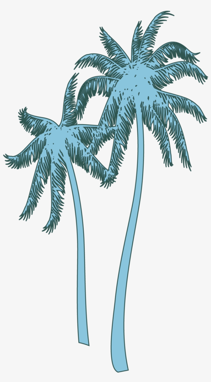 Coconut Tree, transparent png #809736