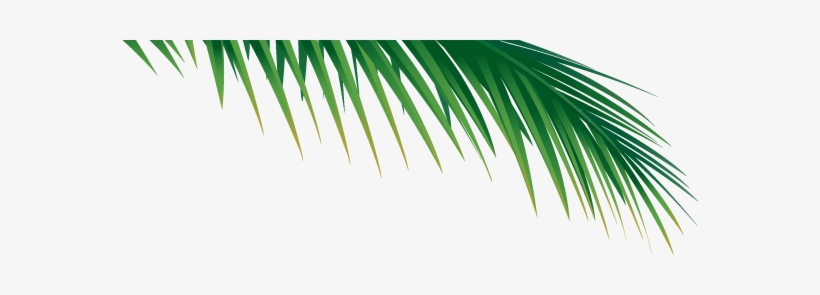 Go To Image - Palm Tree Branch Png, transparent png #809760