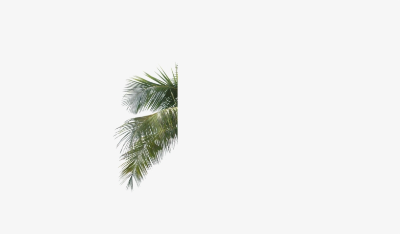 Palm Tree Leaf Branch Png - Palm Tree Leaves Psd, transparent png #809822