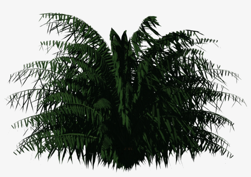 Cycas Palm - Greenhouse Plants Png, transparent png #809888