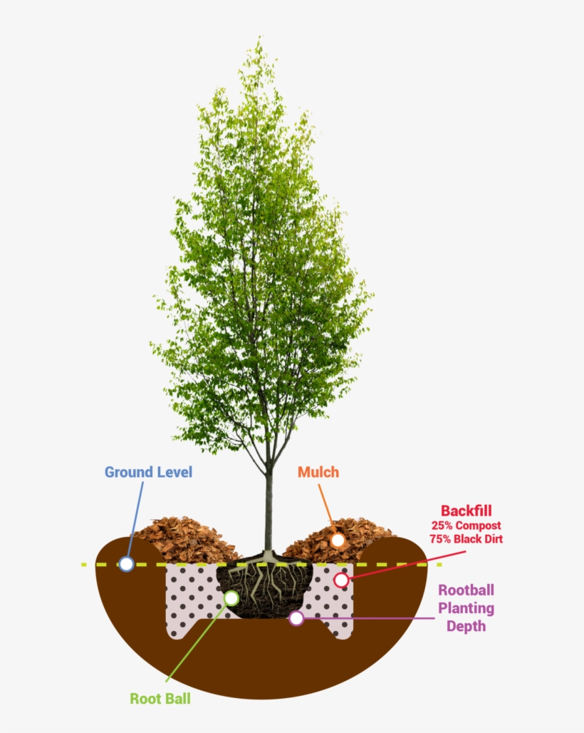 Planting Guide - Tree Young, transparent png #8001060