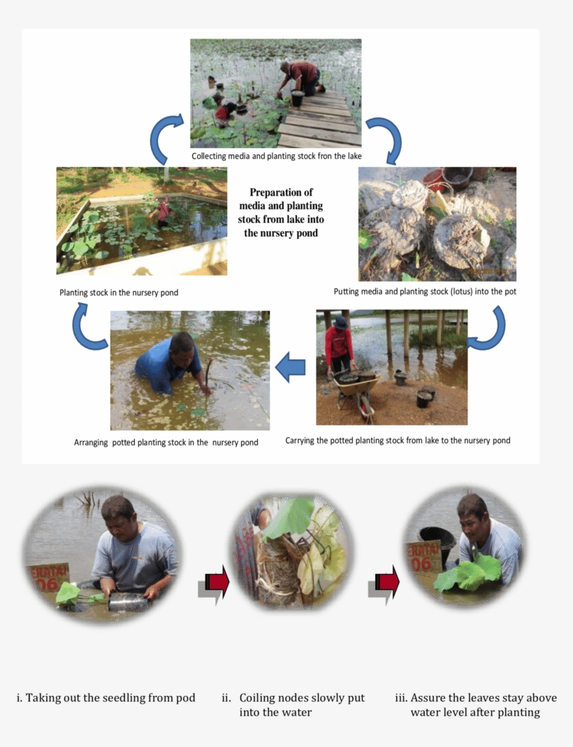 Planting Procedure Of Nelumbo Nucifera - Tree, transparent png #8001283