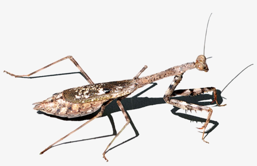 Mosquito, transparent png #8005606