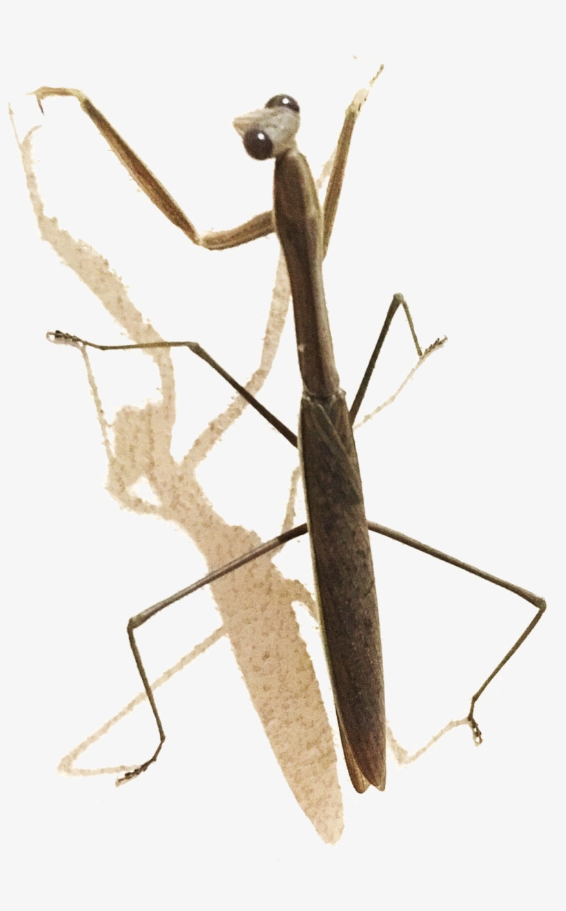Next Up Very Long Legs - Mantidae, transparent png #8006839