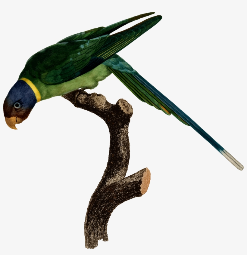 Parrot, transparent png #8008806