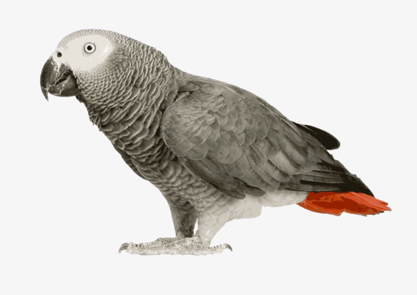 African Grey Parrot Clipart Transparent - Transparent African Grey Parrot, transparent png #8008908