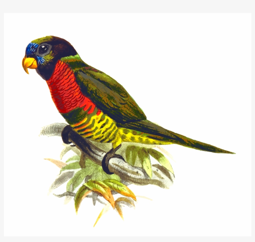 Parrot Clipart Nuri - Pixabay Parrot Vector, transparent png #8009106