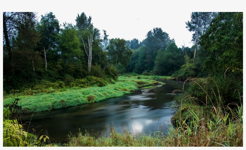 British Columbia Forest River, transparent png #8009139