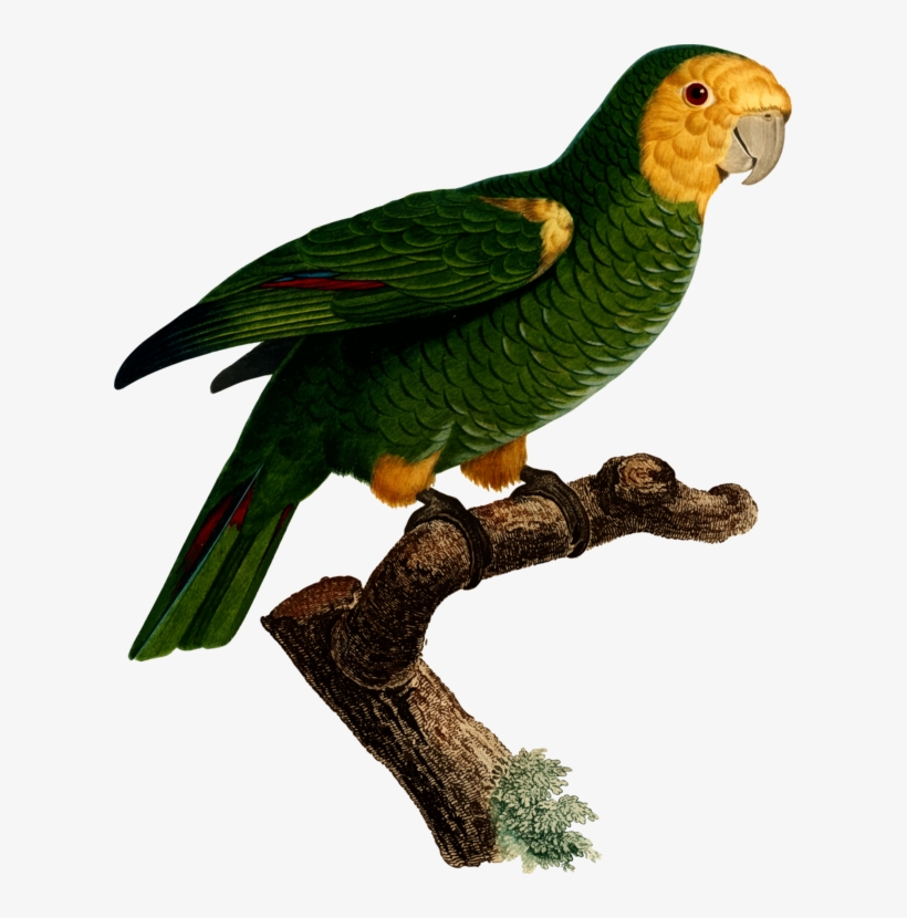 All Photo Png Clipart - Parrot, transparent png #8009264