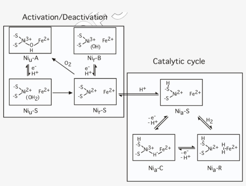 Proposed Enzymatic Mechanism Of [nife]-h 2 Ases - Diagram, transparent png #8010196