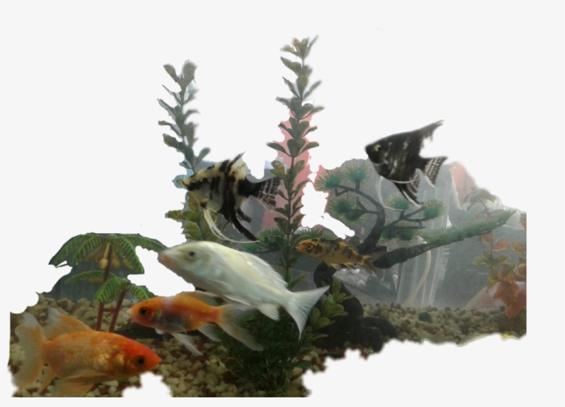 Golden Sticker - Bony-fish, transparent png #8013075