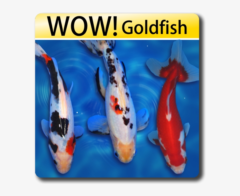 Wow Fish Koi For Sale Goldfish For Sale - Goldfish Looks Like Koi, transparent png #8014212