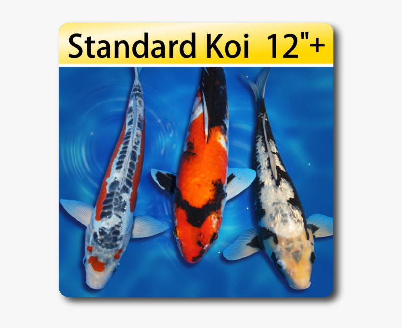 Butterfly Fin Koi For Sale Koi For Sale, transparent png #8014431