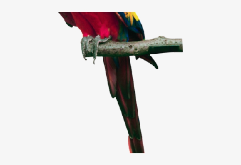 Pet Animals Png, transparent png #8014707