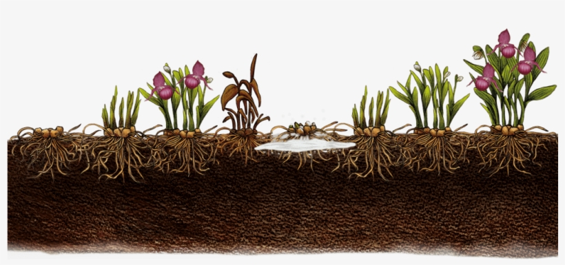 Growth Of Garden Orchid - Cypripedium Roots, transparent png #8015123