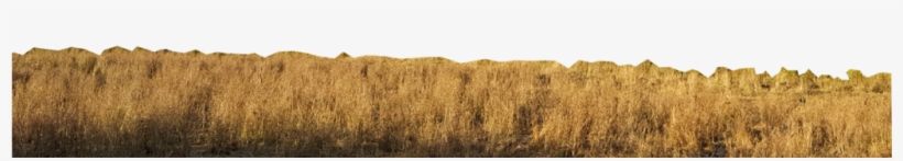 Calque Herbe - Field, transparent png #8015329