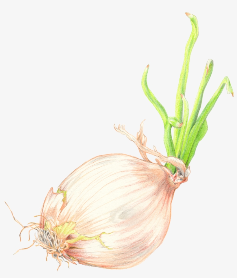 1200 X 1200 1 - Red Onion, transparent png #8015592