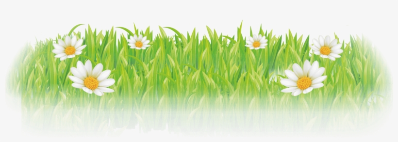 Customize Your Ribbon Today - Camomile, transparent png #8015815