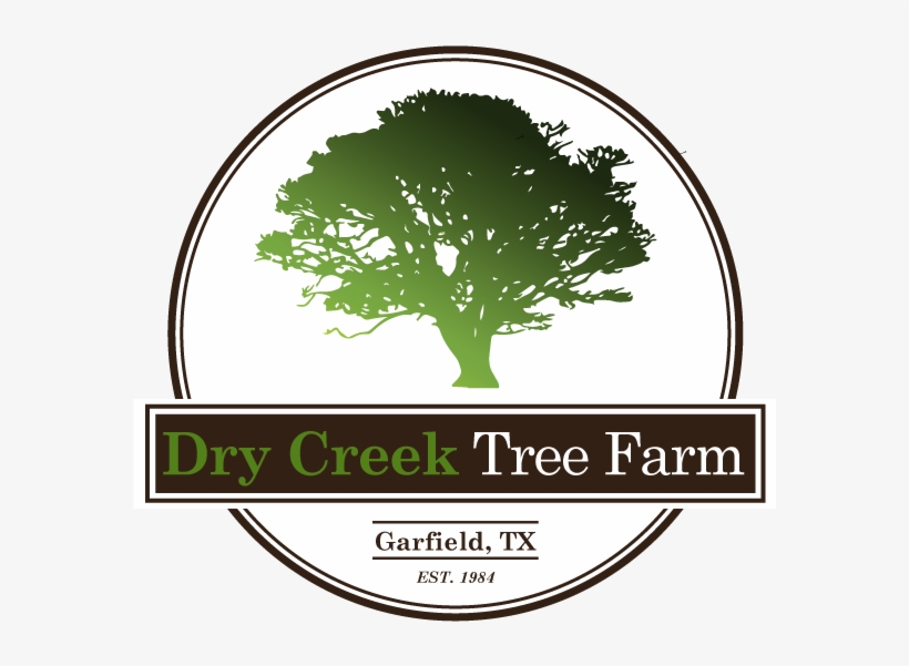 Dry Trees Png, transparent png #8015906