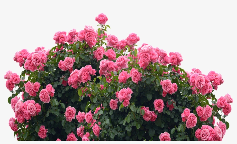 Garden Png - Rose, transparent png #8015910