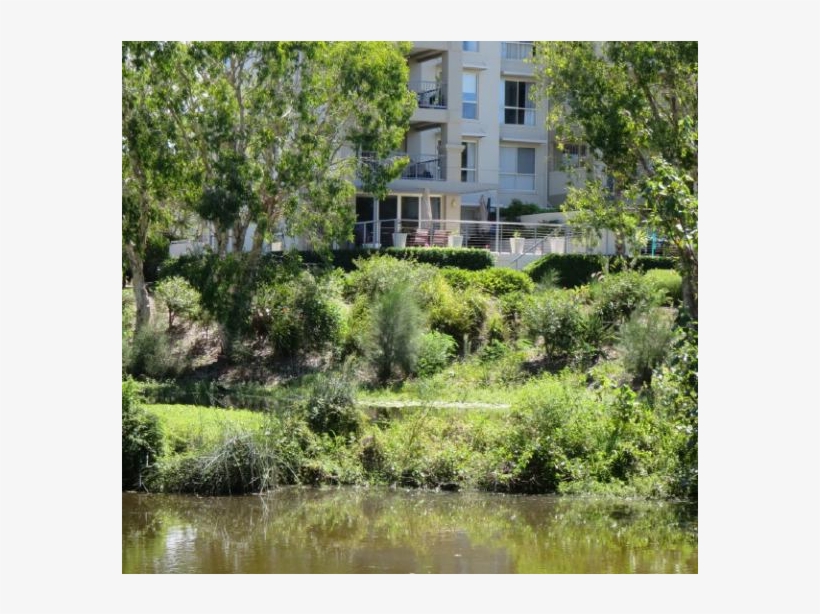 Luxury Top Floor Resort Apartment On The Gold Coast - Pond, transparent png #8016271