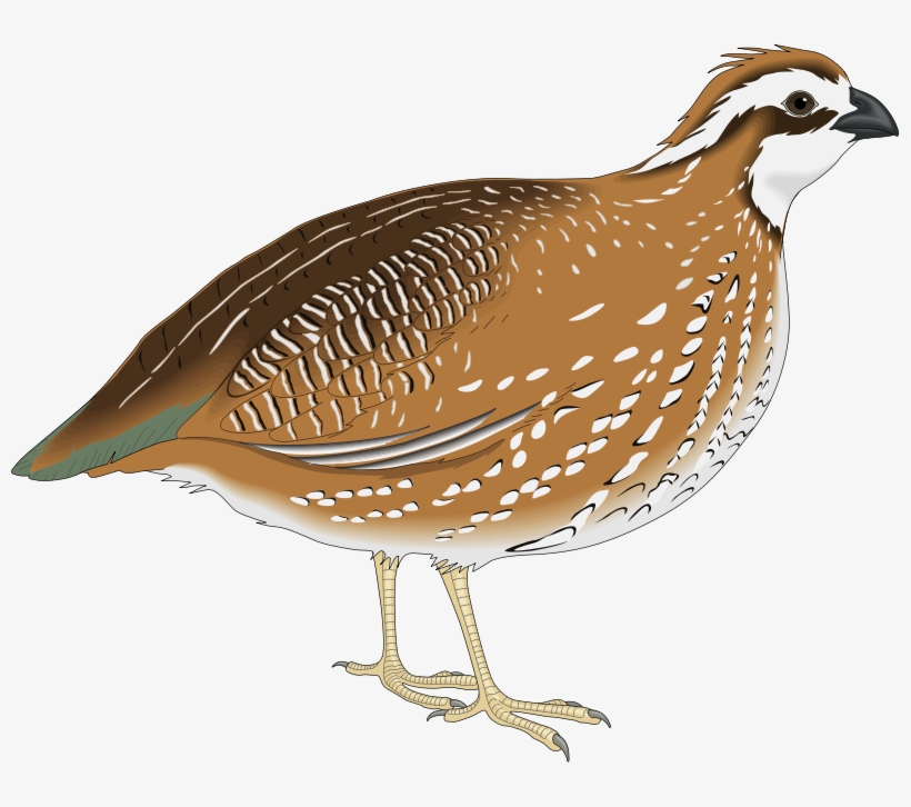 Kaadai Bird Png - Quail Png, transparent png #8016495