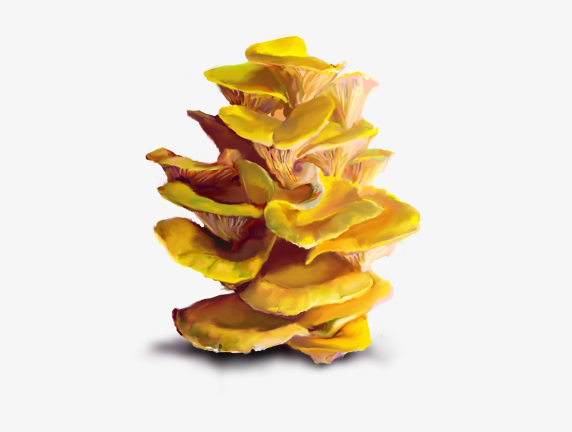 Bonus Topics - Yellow Oyster Mushroom Png, transparent png #8017012