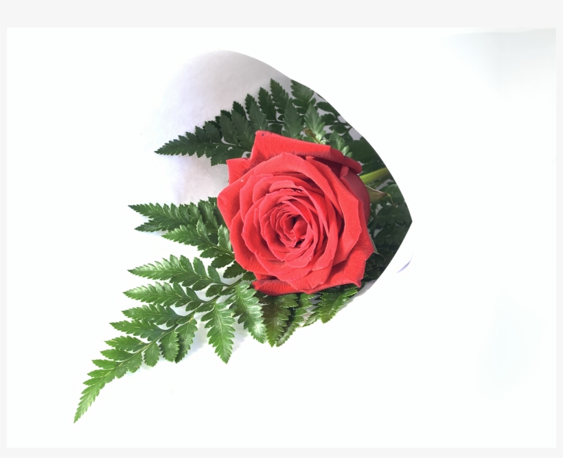 Single Long Stem Red Rose - Garden Roses, transparent png #8017015